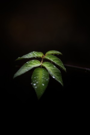 Isolation 
